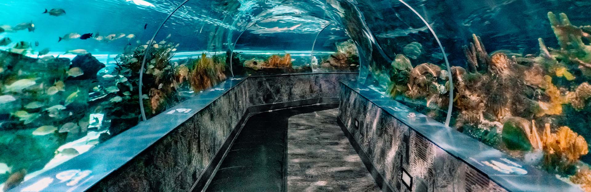 Ripley's Aquarium of the Smokies - Shark Tunnel