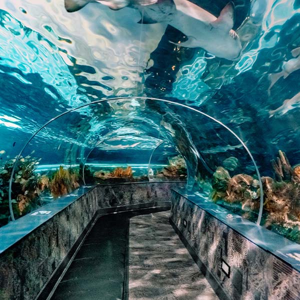 Ripley's Aquarium of the Smokies - Shark Tunnel