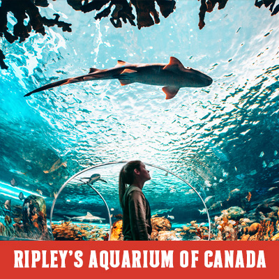 Ripley's Aquarium of Canada Dangerous Lagoon Tunnel