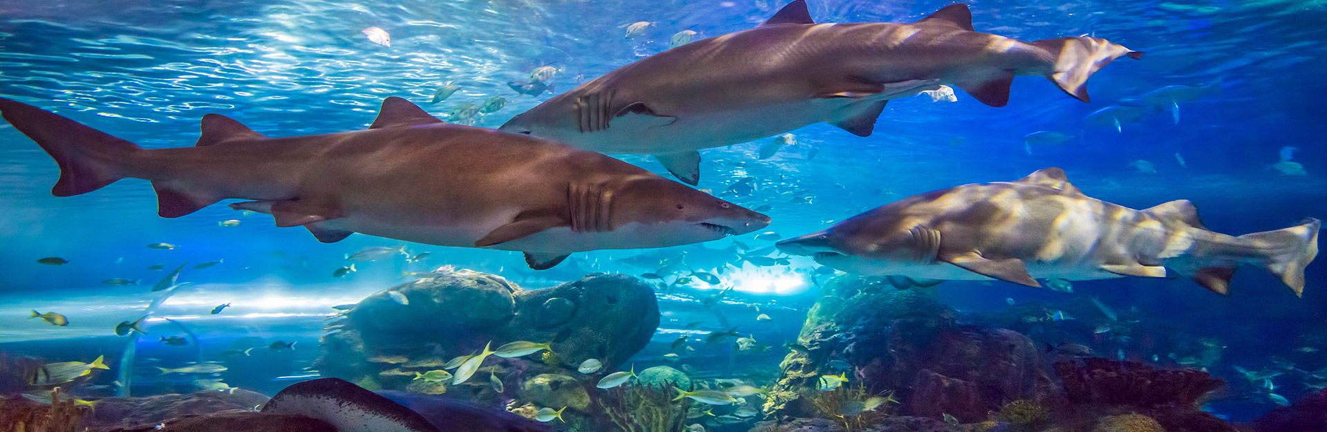 Ripley's Aquarium of Canada sharks