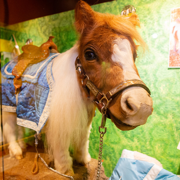 Ripley's Believe It or Not! exhibit - taxidermy miniature horse
