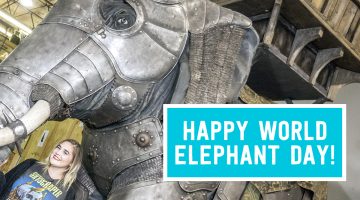 Unboxing World Elephant Day