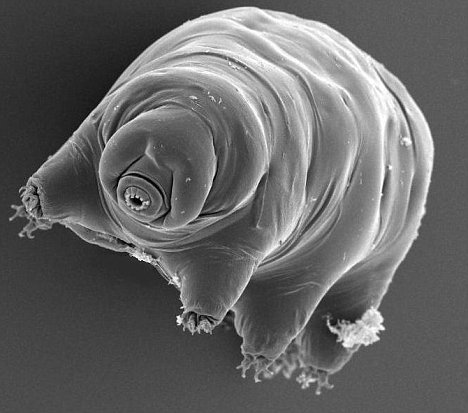 A tardigrade (or water bear)