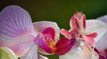 The Malaysian Orchid Mantis