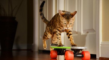 skateboarding cat