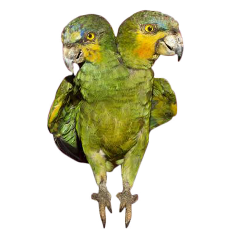 Two-headed parakeet 
