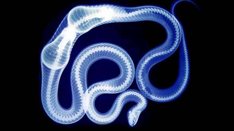 X-ray of snake swallowing lightbulbs