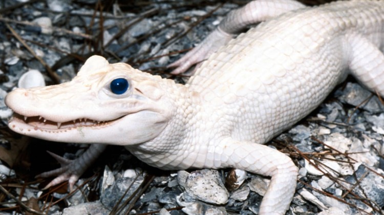 Albino blue eyed alligator