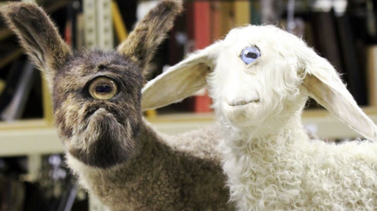 Cyclops goat and sheep