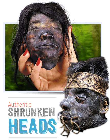 authentic shrunken heads