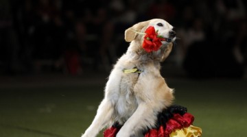 dog dancing with flower in mouth
