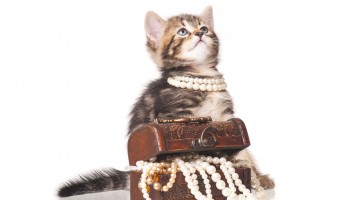 cat with treasure box