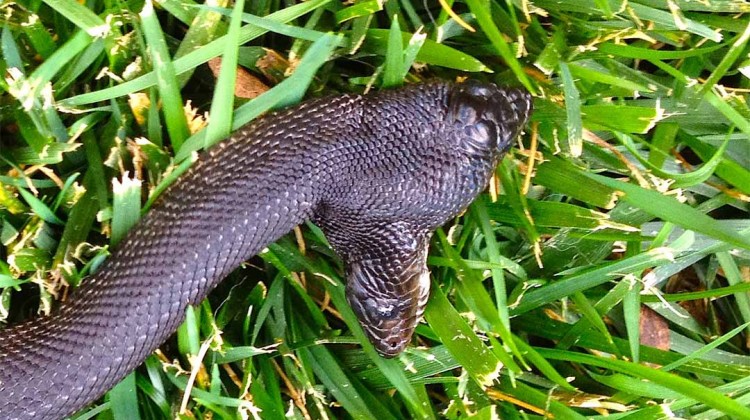 Two-Headed Black Pine Snake
