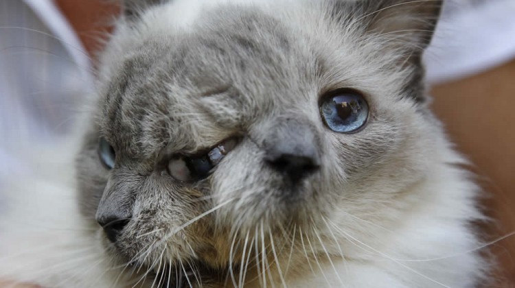 Two-Faced Cat Frank & Louie AP Photo/Steven Senne