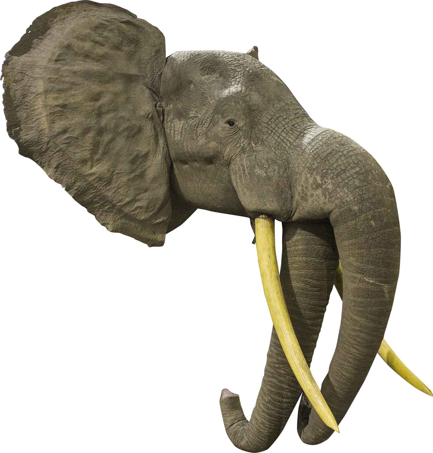 2-Trunk-Elephant