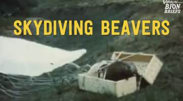 Skydiving beavers