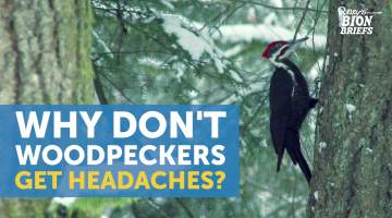 Why don't woodpeckers get headaches?