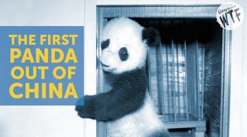 first panda