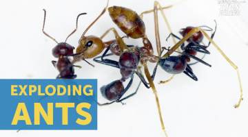 Exploding Ant Species