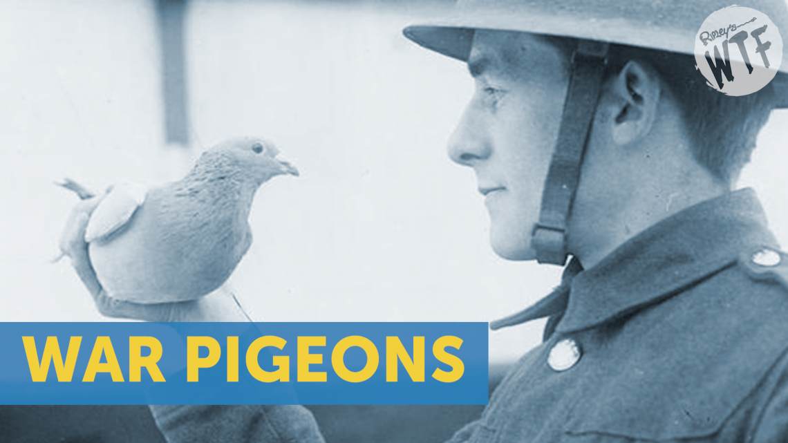 war pigeons