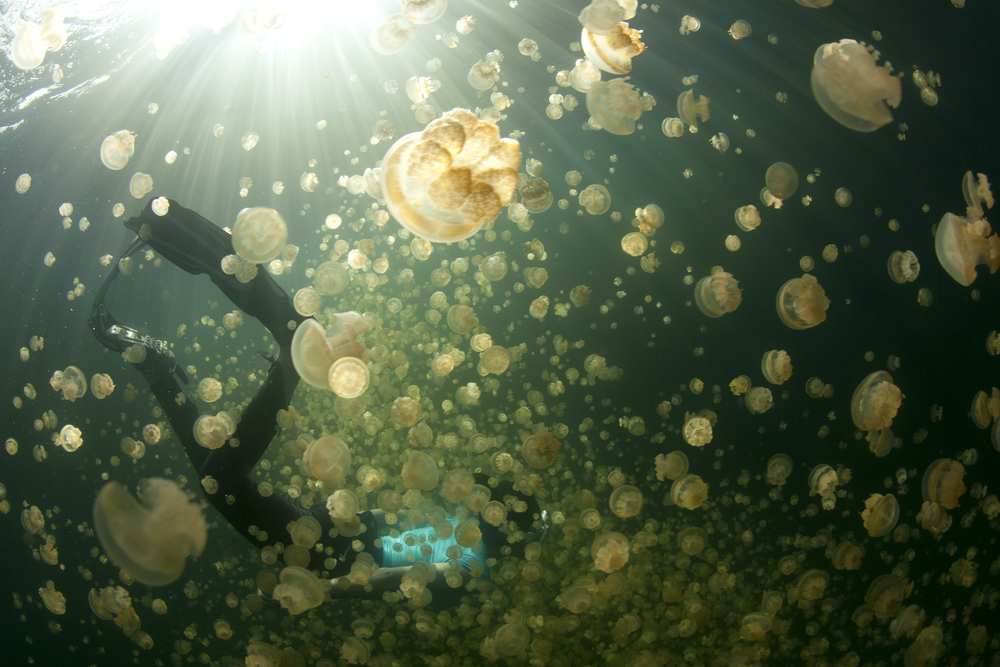 jellyfish lake diver