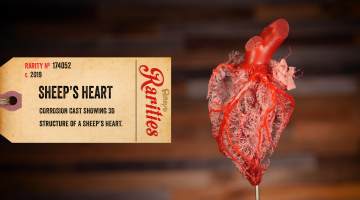sheep's heart
