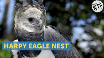 harpy eagle nest