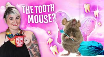 the tooth mouse