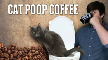 civet cat poop coffee
