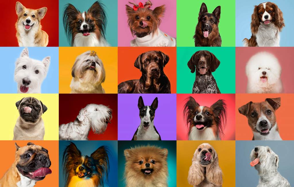 Many Different Dog Breeds