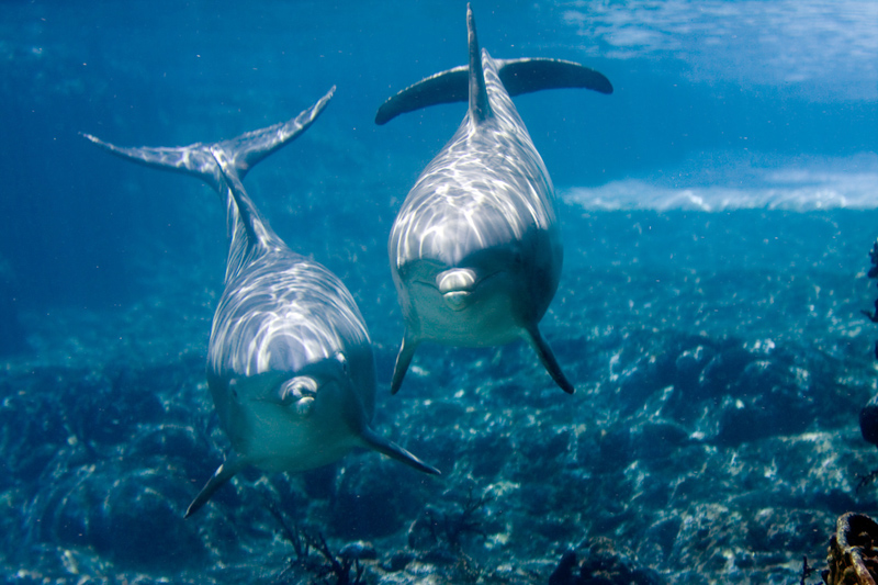 Two dolphins looking at camera