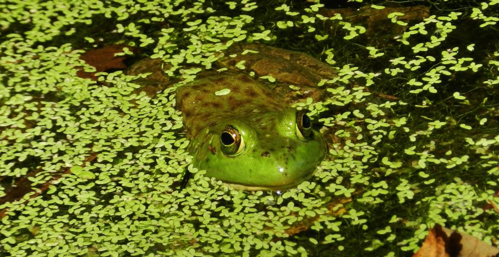 American bullfrog in water
