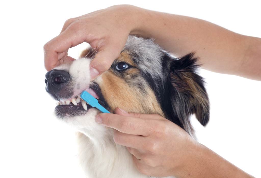 Brushing a dog's teeth