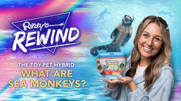 What are Sea Monkeys?