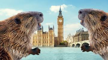 London Beavers