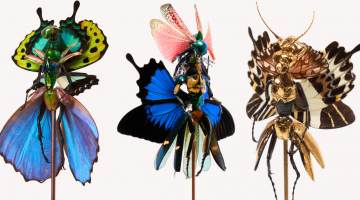 Insect Fairies