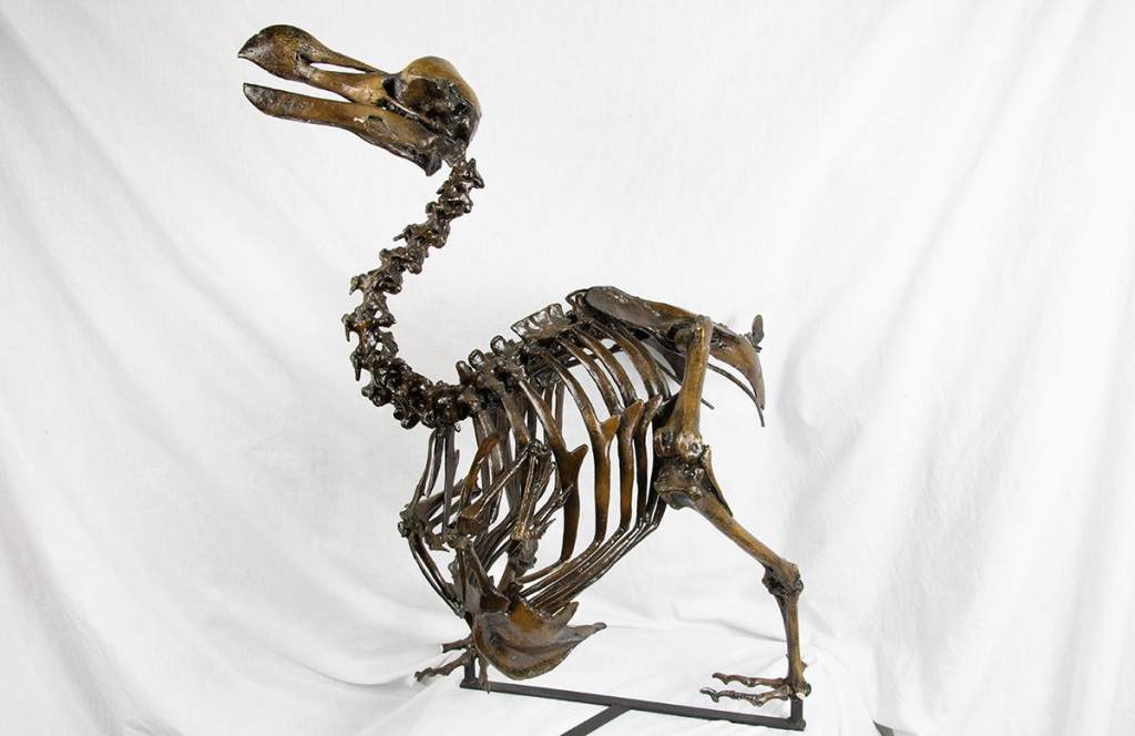 Dodo Skeleton