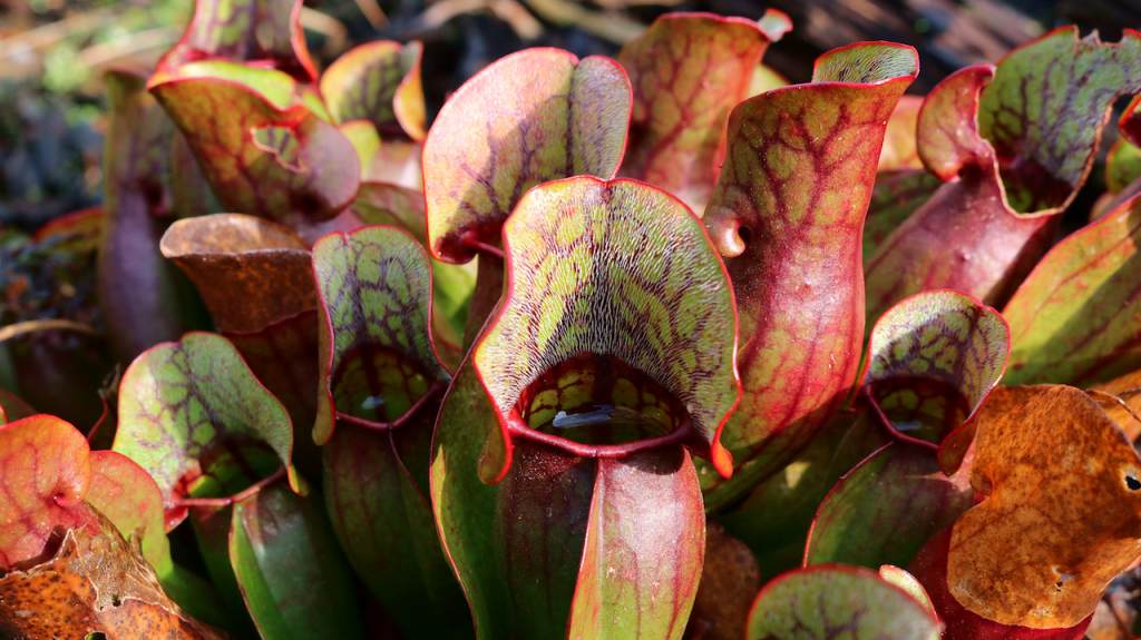 The pitcher plant with fine hairs on the funnel.