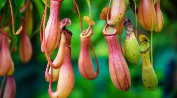 Nepenthes tropical pitcher plants