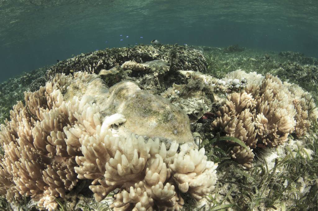  Dead and dying coral killed by global warming, climate change