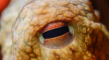 Close-up octopus eye