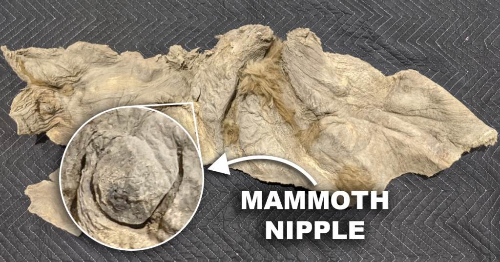 Mammoth Nipple