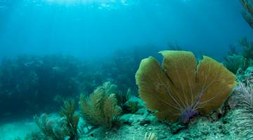 Looe Key Reef