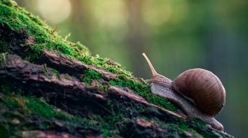 A slow grape snail crawls up the bark of a tree overgrown with moss.