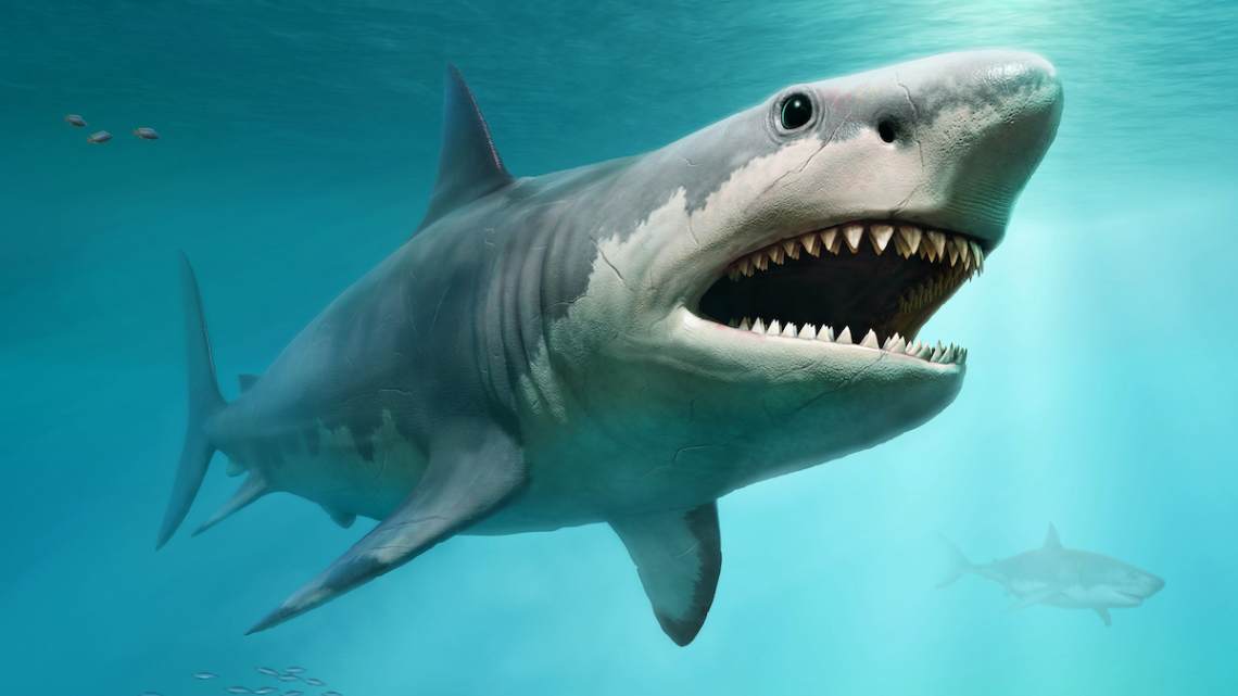 Illustration of a megalodon shark in the ocean.