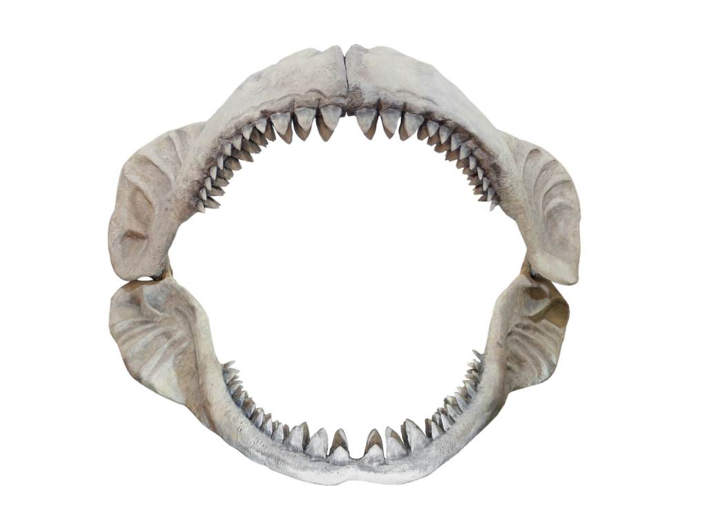 The jaws of Carcharodon Megalodon