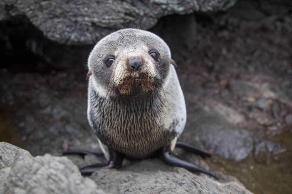 fur seal pup resting on a rock