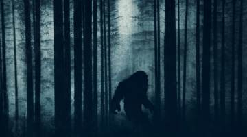 mysterious bigfoot figure, walking through a forest.