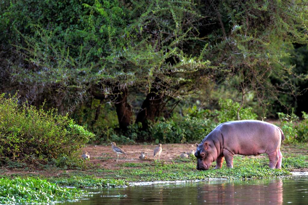 Hippopotamus feeding on river bank.