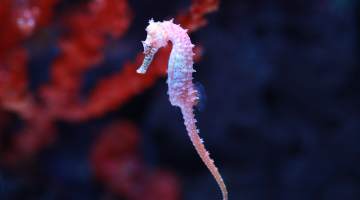 seahorse (Hippocampus) swimming
